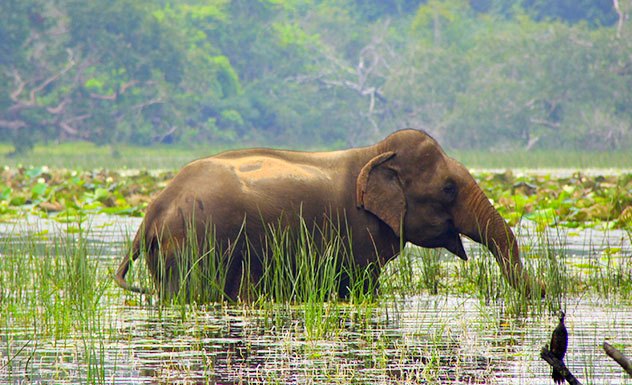 Wilpattu National Park -  Sri Lanka In Style