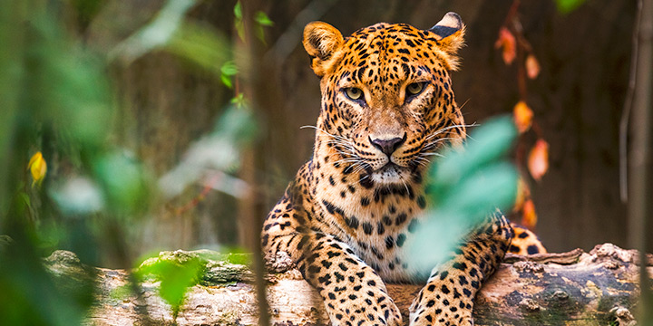 4 reasons to choose Sri Lanka for a family wildlife trip