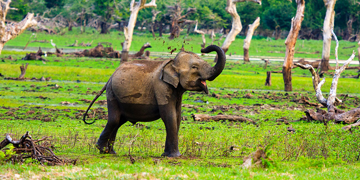 A seasonal guide to Sri Lanka wildlife experiences