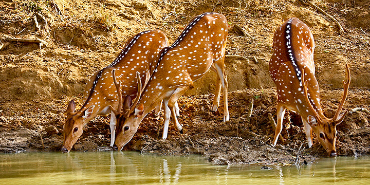 A seasonal guide to Sri Lanka wildlife experiences