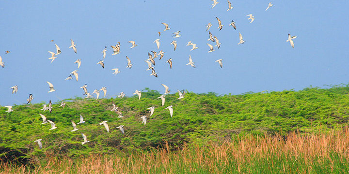 A seasonal guide to Sri Lanka wildlife experiences