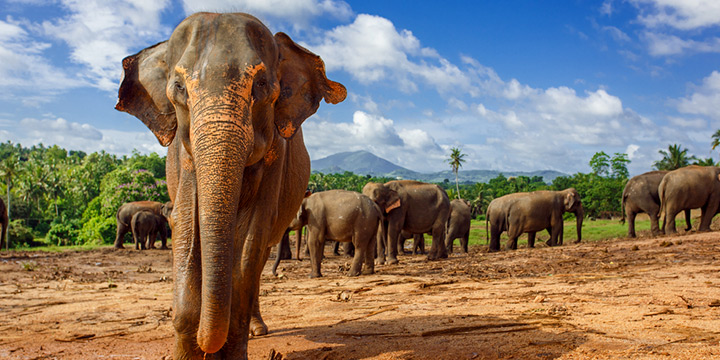 A seasonal guide to Sri Lanka wildlife experiences