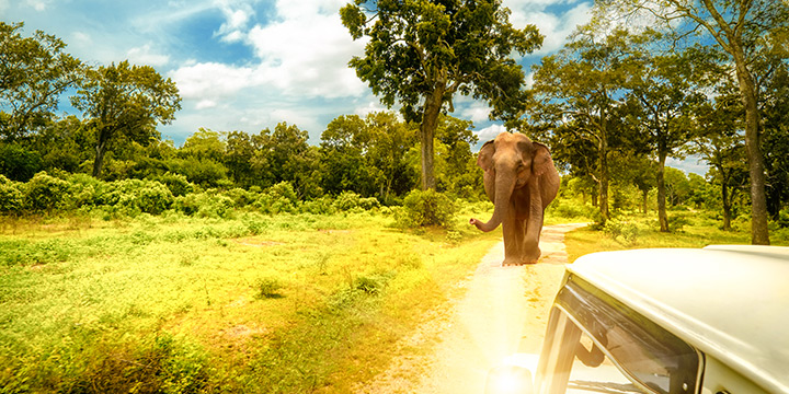 Best Sri Lanka wildlife experiences for younger kids