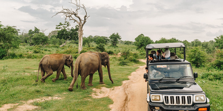 Best Sri Lanka wildlife experiences for younger kids