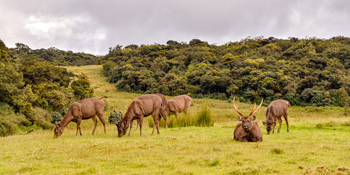 Best Sri Lanka wildlife experiences for younger kids