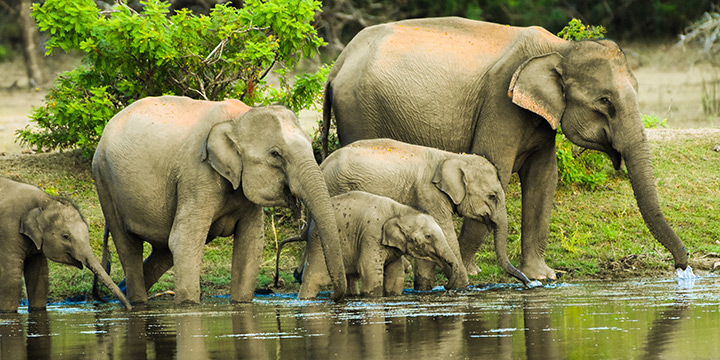 Finding the right Sri Lanka national park for you