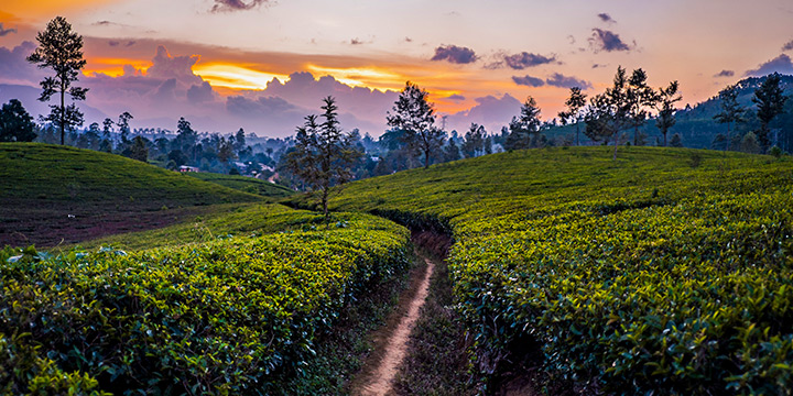 How to experience Sri Lanka’s tea heritage