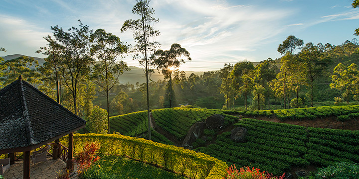 How to experience Sri Lanka’s tea heritage