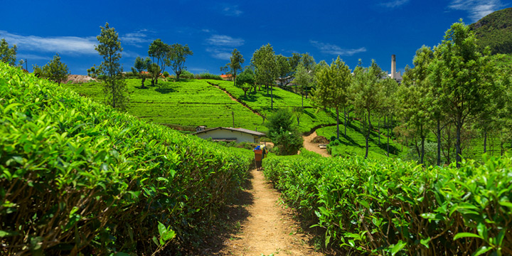 Romantic Journeys in Sri Lanka: Part 3 - Best Experiences