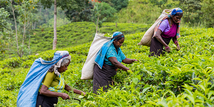 Sensory Sri Lanka: Tantalize Your Tastebuds