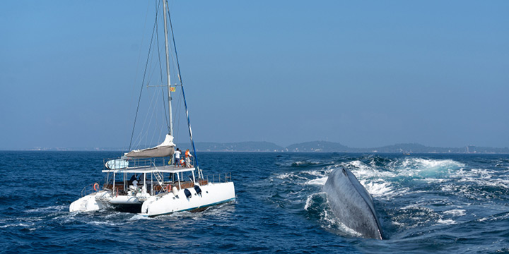 Slow Down on Sri Lanka’s South Coast