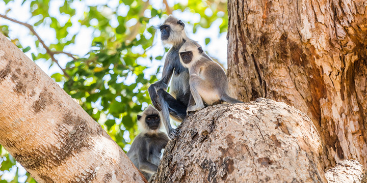 Slow Down on Sri Lanka’s South Coast