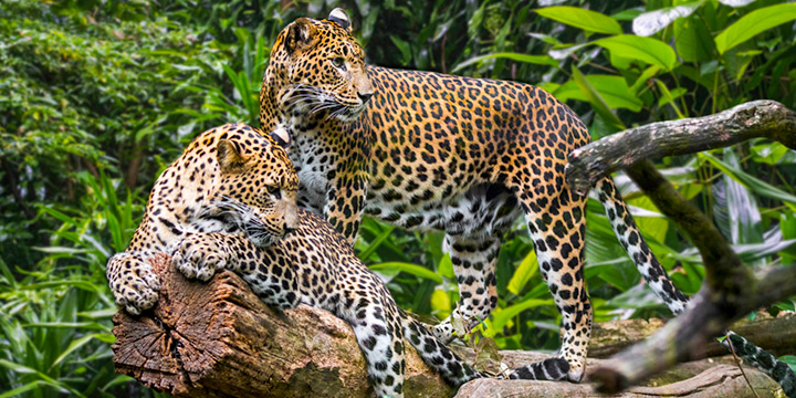 Spotting the Sri Lankan Leopard