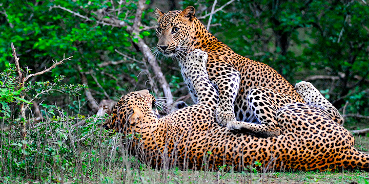 Spotting the Sri Lankan Leopard