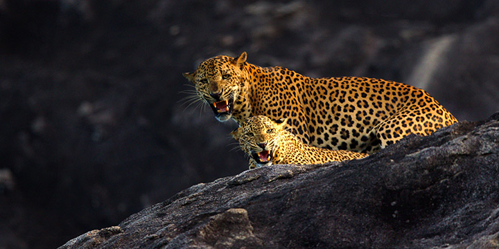 Spotting the Sri Lankan Leopard