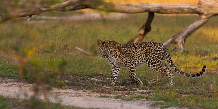 Spotting the Sri Lankan Leopard