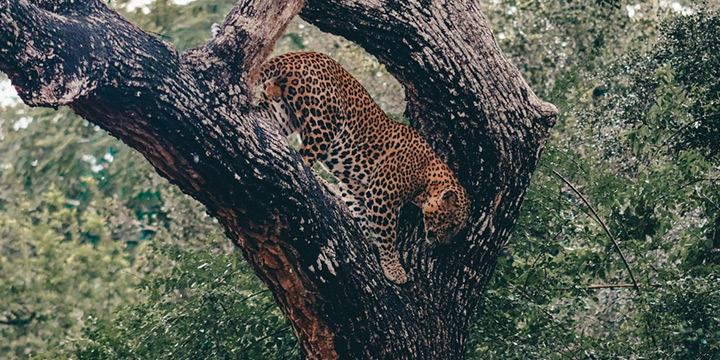 Spotting the Sri Lankan Leopard