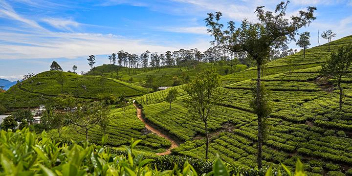 Top 6 awe-inspiring hikes in Sri Lanka