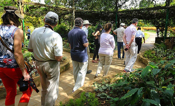A guided tour of the Botanical Gardens with a botanist - Kandy -  Sri Lanka In Style