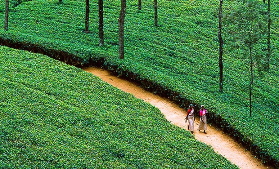 Tea Trails experience: cycling - Hatton -  Sri Lanka In Style