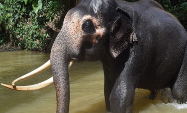 Meet the elephants with an elephant expert - Casa Heliconia - Sri Lanka In Style