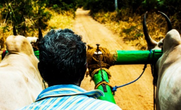 A visit to a Sri Lankan village with lunch - Jetwing Vil Uyana - Sri Lanka In Style