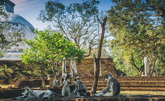 A Picnic with Primates - Polonnaruwa -  Sri Lanka In Style