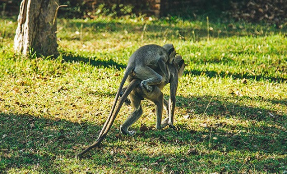 Meet the Monkeys of Polonnaruwa - Polonnaruwa -  Sri Lanka In Style