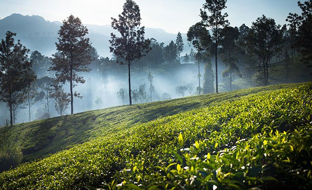 Ceylon Tea Trails - Dunkeld - Sri Lanka In Style