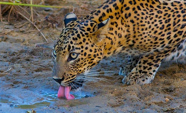 Leopard Trails - Yala - Sri Lanka In Style