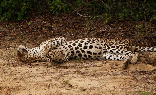 Leopard Safaris by KK Collection Wilpattu - Sri Lanka In Style