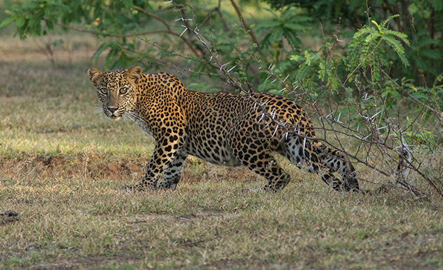 Ceylon Wild Safaris - Sri Lanka In Style