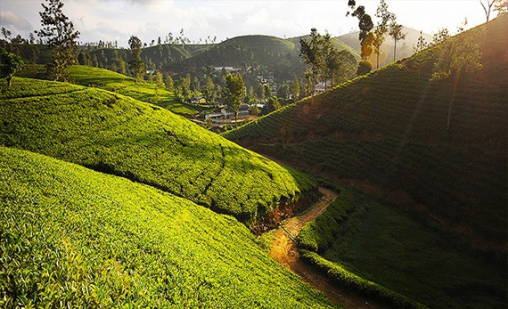 Tea Trails experience: tea factory with a resident planter - Hatton -  Sri Lanka In Style