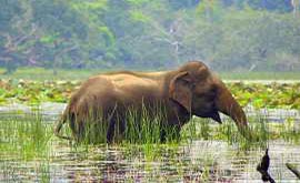 Wilpattu National Park - Sri Lanka In Style