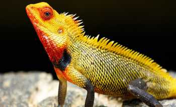 Jeep safari in Minneriya, Eco and Kaudulla national parks - Experience - Sri Lanka In Style