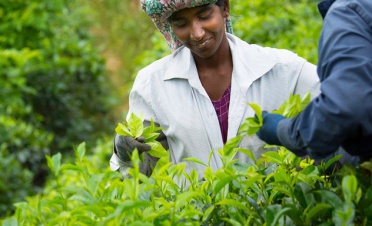 A visit to a modern-day tea factory - Habaraduwa House - Sri Lanka In Style