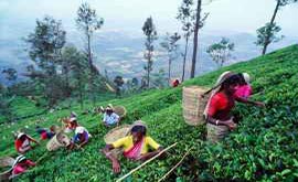 Nuwara Eliya - Sri Lanka In Style